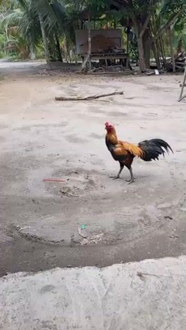 The video shows a rooster standing in a dirt yard. The rooster has black and red feathers. In the background, there are trees, a wooden structure, and a red garment hanging on a wooden ladder. A child’s laugh is briefly audible in the background.