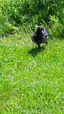 A hooded crow walks across a grassy area with some small white flowers. The crow is mostly grey with black wings and head. It occasionally pecks at the ground. The background is out of focus green foliage.