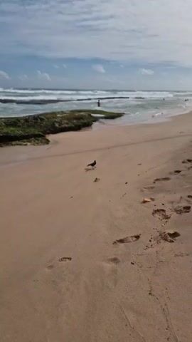 The video shows a serene beach scene in Midigama, Sri Lanka. The sun is likely shining, casting a warm glow on the sand, suggesting it's daytime. The sky is dotted with white clouds. The ocean waves are gently rolling onto the shore, indicating calm weather.

The main subjects are a black bird and a small crab on the sandy beach. The bird is alert and appears to be observing the crab. The crab, with its small legs, is positioned a short distance from the bird. In the background, a person can be seen in the shallow water near some rocky outcrops covered in green algae. The presence of footprints on the sand suggests that people have recently walked along the beach. The overall mood is peaceful and natural.