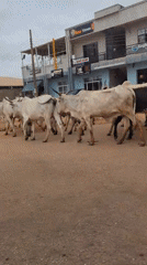 Cattle herd walks through commercial area in Barden Yana