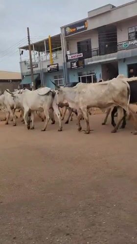 Cattle herd walks through commercial area in Barden Yana