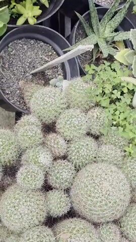 A close-up, overhead shot shows a collection of potted plants. In the foreground, a cluster of round, fuzzy cacti with white spines fills the bottom of the frame. To the left and slightly above the cacti, a black pot contains a few small, pale green succulents with plump, elongated leaves. Behind this pot, another black pot holds a larger succulent with similar, but more tightly clustered, green leaves. To the right of the cacti, a black pot contains a spiky aloe vera plant with green leaves edged in white. Above the aloe, a black pot appears to hold another type of succulent with pointed green leaves. Several white pots containing pale, leafless succulents with long, woody stems are arranged in rows behind the black pots. The plants are situated on a dark, tiered stand.