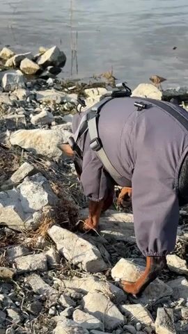 A black and tan Doberman Pinscher wearing a gray full-body dog coat is sniffing the ground on a rocky shore. The dog is positioned in the foreground, facing right, with its head lowered to the ground. In the background, a body of water is visible with a few plants growing out of it. The shore is covered in light-colored rocks and some dry grass. The lighting suggests it is daytime, possibly late afternoon, with the sun casting shadows. There are no people visible in the video.
