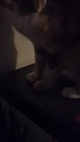 A calico cat is sitting on a dark surface, being touched by a person. The cat has white fur on its chest, with patches of brown and dark fur on its face and body. The person's hand is reaching towards the cat's face, with the index finger pointed towards its chin. The background is a light-colored wall with a shadow cast on it. The lighting is dim, making the scene somewhat dark.