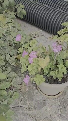The video shows two potted plants with light purple flowers and green leaves, placed on a concrete surface next to a black corrugated pipe. The plants appear to be in good health and are well-maintained. The lighting suggests it may be daytime, with natural light illuminating the scene. The camera angle is slightly from above, looking down at the plants. The video appears to be a short, static shot of the plants, with no discernible movement or action. The environment seems to be an outdoor area, possibly a garden or patio.