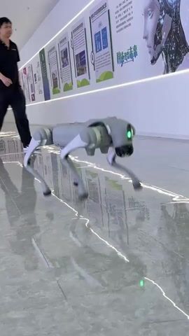 A man in a black shirt and black pants walks past a gray robotic dog on a shiny, tiled floor. The robot, equipped with four legs, each of which is composed of three segments, stands still, its two front-facing lights glowing green. The setting is a corridor decorated with posters, one of which features a digitally rendered face of a woman and the letters "AI". The robot's reflection is visible on the floor, along with a green light dot on the floor in front of it.