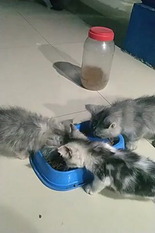 Three kittens are gathered around a blue food bowl on a tiled floor. To the left of the bowl is a clear plastic bottle with a red cap, containing some dry food. One kitten is facing away from the camera, its back to the viewer, and is eating from the bowl. Another kitten is positioned to the left of the bowl, facing towards it and eating. The third kitten is on the right side of the bowl, also eating. The kittens are fluffy and appear to be gray and white with tabby markings. The lighting is dim, casting shadows on the floor.