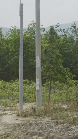 The video, captured from what appears to be a moving vehicle, shows a landscape with trees and a mountain range in the background. The foreground contains vegetation and young trees, suggesting an open or recently cleared area. A solar-powered street light is seen passing by on the right. The overall weather appears hazy or overcast, muting the colors in the scene. The camera moves, creating a passing view of the environment, with a focus on the greenery and distant mountains.