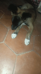 Puppy photographed resting in Venezuelan home over three hours