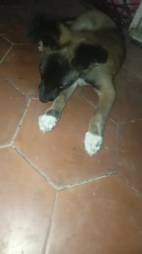 Puppy photographed resting in Venezuelan home over three hours