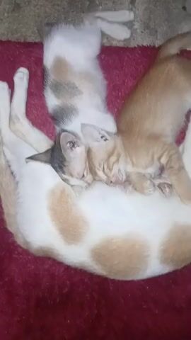 A close-up shot shows three cats lying down on a red, fuzzy surface. The largest cat, which appears to be the mother, is lying on its side with its back to the camera. Its fur is white with large, tan-colored patches. Two kittens are nestled against its belly, nursing. One kitten is tan and white striped, and it is positioned closest to the camera, facing towards the mother's belly. The other kitten is mostly tan and is lying on top of the first kitten, also nursing. A third kitten, mostly white with tan and grey patches, is lying on its back above the mother cat's head and appears to be sleeping. The lighting is dim, and the focus is sharpest on the nursing kittens.