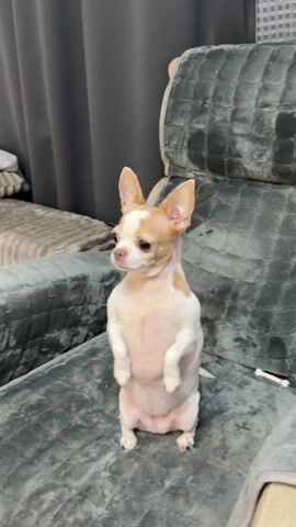 A small, tan and white chihuahua stands on its hind legs on a plush grey chair. The dog faces to the left of the frame, with its front paws held up and slightly bent. Its ears are pointed upwards, and its eyes are open. The dog's body is mostly white with tan markings on its head and back. The chair is upholstered in a soft, textured fabric. Behind the dog, the background is blurred, but appears to be an indoor setting with grey curtains. The lighting is soft and appears to be from an overhead source.