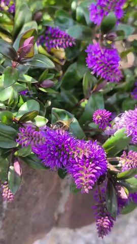 This media file captures a close-up view of a vibrant flowering plant, likely a Hebe, adorned with numerous small, spiky clusters of bright purple blossoms. The background consists of lush green foliage, suggesting a garden or outdoor setting bathed in natural light. The focus is sharp on the flowers, highlighting their intricate details and rich color.

A notable detail is the presence of a bee actively foraging among the flowers, its wings blurred with motion. This indicates the scene is set during a period when bees are active, likely daytime. The sunlight creates gentle highlights on the leaves and petals, hinting at a clear or partly cloudy day. The texture of a rough, reddish-brown surface, possibly a brick or stone edge, is visible in the lower left corner, adding a touch of natural material to the scene.

The overall impression is one of natural beauty and the bustling activity of pollinators in a garden environment. There is no visible text in the media file. The location context provided, Ongar, Ireland, situates this scene within a specific geographical area known for its gardens and greenery.