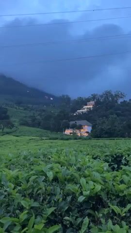 The video captures a serene evening landscape in Chithirapuram, India, showcasing expansive tea plantations set against a backdrop of rolling hills. In the foreground, vibrant green tea bushes fill the frame. Beyond the tea gardens, several multi-story buildings, possibly resorts or hotels, are nestled on the hillsides, with their interior lights softly illuminating the dark twilight.

The sky is a deep blue-grey, suggesting either dusk or early morning, with low-hanging clouds or mist obscuring the very tops of some hills. Power lines are visible stretching across the upper portion of the frame. The overall atmosphere is peaceful and picturesque, highlighting the natural beauty of the region combined with subtle human presence. No people or visible text are present in the video.
