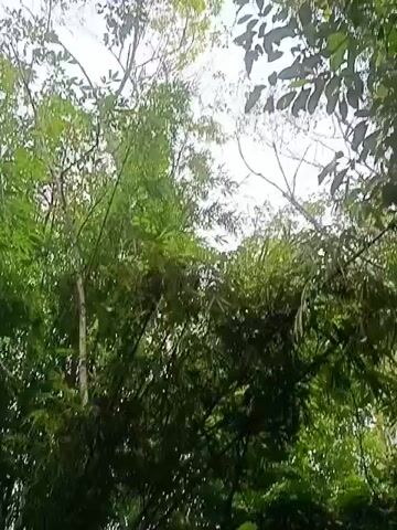 The video shows a large spider in its web among bamboo stalks and lush green foliage. The spider is black and yellow, with long, thin legs. The web is intricate and appears to be freshly spun. The camera angle is from below, looking up at the spider and its surroundings. The lighting is natural and appears to be daylight, with some dappled sunlight filtering through the leaves. The overall environment is a dense, natural setting, possibly a forest or jungle.