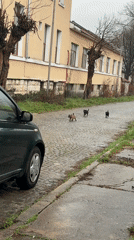 Puppies run along wet cobblestone street in Bulgarian town