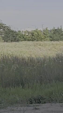 The video shows a field of tall grass and wildflowers. In the background, there are trees and buildings with streetlights. The sky is overcast. The camera appears to be handheld and is slowly panning to the right. There are no people or animals visible in the video. The scene appears to be a natural landscape adjacent to an urban or industrial area.