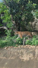 Tiger and giraffes spotted at Thailand zoo facility
