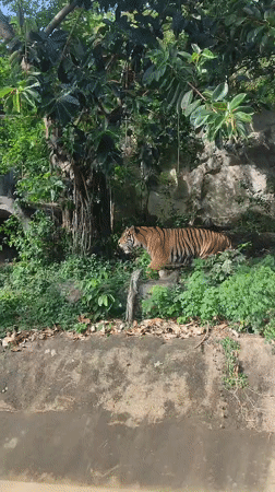 Tiger and giraffes spotted at Thailand zoo facility