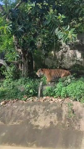 A tiger walks in a grassy, semi-wooded enclosure at what appears to be a zoo or animal sanctuary. The tiger is orange with black stripes and walks from left to right across the frame. Behind the tiger is green foliage, trees, and an artificial rock formation. The foreground has a concrete barrier. The sky is visible at the top of the frame and is partly sunny.