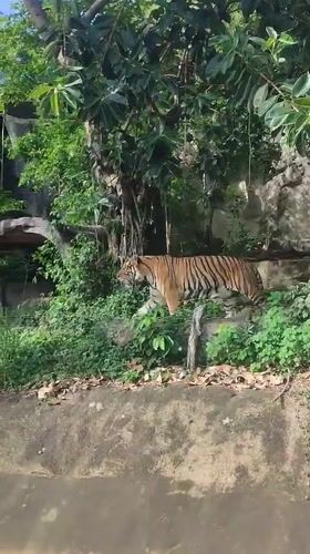 Tiger and giraffes spotted at Thailand zoo facility