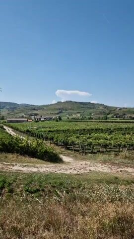 A drone shot flies over a vineyard under a clear blue sky. The vineyard rows are neatly arranged and covered with lush green leaves. In the background, rolling hills dotted with buildings can be seen. The foreground features dry grass and a dirt path.