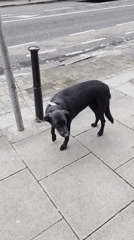 Ordinary Dublin street life and shopping documented over 13 minutes