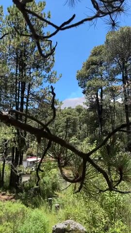 The video begins with a view of a forest through foreground tree branches and needles. The sun is bright and the sky is a clear blue. In the middle ground, several trees with dark green needles are visible. Beyond the trees, the summit of a large, gray mountain or volcano is visible. A plume of white smoke or steam is rising from the summit of the mountain. The mountain's slopes appear to be covered in rocky debris. In the lower left corner of the frame, a small white building with a red roof is partially visible among the trees. The camera appears to be stationary.