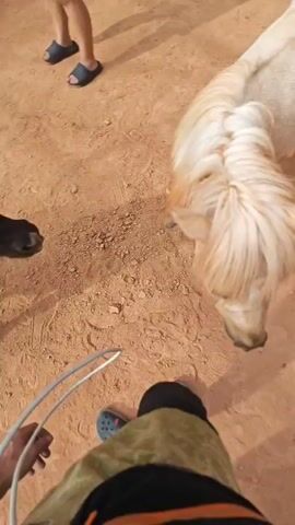 The video shows a first-person perspective of someone interacting with horses on a dirt ground. In the foreground, the person's legs are visible wearing dark pants and colorful clogs. They are holding a white string or rope. In the background, several ponies are present. The first pony, a light-colored one with a long mane, is facing away from the camera. Then, a dark-colored pony with a shaggy mane walks into view. The person extends their hand and pets the dark pony's head and neck. The environment appears to be an outdoor enclosure with sandy or dirt ground. Other people are partially visible in the background.