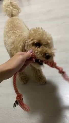 A light brown poodle plays tug-of-war with a person's hand holding a red and white rope toy. The dog is positioned in the center of the frame, facing the viewer and pulling on the toy. The person's hand is on the left side of the frame, holding the other end of the rope toy. The dog's body is blurred due to movement. The floor is light-colored wood. The background is out of focus.