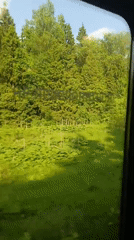 Train passenger films forest landscape through window