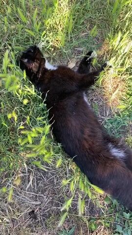 A black and white cat is lying on its back in green grass. The cat rolls onto its side, then back onto its back. Its paws are visible. The cat then rolls onto its side again.