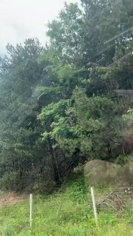 A low-angle, shaky shot captures the passenger-side view of a car driving along a road adjacent to a steep, tree-covered hillside under a partly cloudy sky. The camera pans from left to right, revealing dense forestation with various shades of green foliage. A few white fence posts are visible in the foreground, indicating a barrier between the road and the hillside. The vehicle is in motion, causing the trees to blur slightly as they pass.