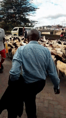 Livestock herd crosses busy Nairobi road during midday