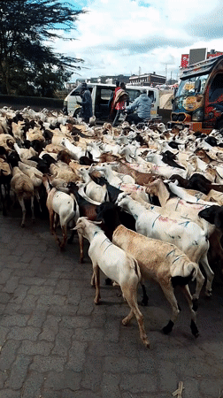 Livestock herd crosses busy Nairobi road during midday