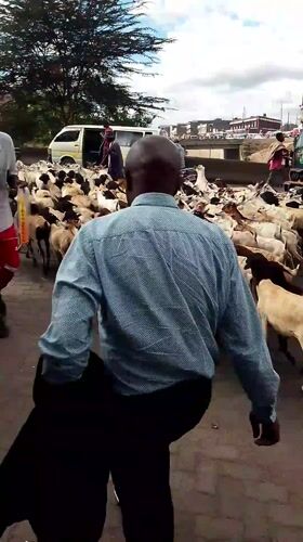 Livestock herd crosses busy Nairobi road during midday