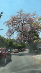 Spring blooms line busy street in Jiutepec, Mexico