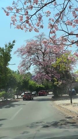 The view from inside a moving car captures a street lined with trees in full bloom with pink flowers against a clear blue sky. Cars, including red and orange models, are moving in both directions on the asphalt road. The trees cast dappled shade across the road and the surrounding environment, which includes glimpses of buildings and other greenery. The scene appears to be set in a residential or suburban area on a sunny day.
