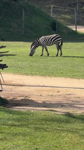 A zebra is shown grazing in a grassy field with a dirt path in the foreground. The zebra is facing left and its head is down, eating grass. The background shows a hill covered in grass and trees. A fence is visible at the top of the hill. The lighting suggests it is daytime, possibly late afternoon due to the long shadows.