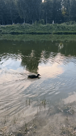 Afternoon by a pond in Minsk, summer 2026