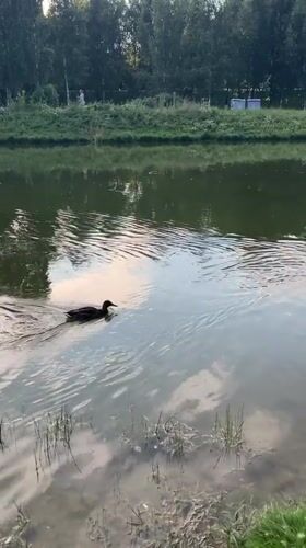 Afternoon by a pond in Minsk, summer 2026