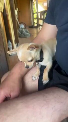 A small, light-brown chihuahua dog with a black collar sits on a person's lap. The person is wearing black shorts, and their legs are visible. The dog looks around the room, which has a tiled floor and wooden furniture. In the background, there is a door and a window.