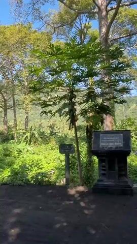 The video shows a moving perspective through a lush, green environment. Tall trees with dense foliage dominate the foreground, some with vines climbing their trunks. The ground is covered in thick, verdant undergrowth, including ferns and leafy plants. In the background, rolling hills are visible, also covered in vegetation, with a clear blue sky overhead. The path the camera is moving along appears to be a dirt or gravel road. There are no people or animals visible in the video. The overall impression is one of a tropical or subtropical landscape.