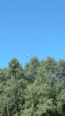 A plane flies across a bright blue sky, passing over the tops of green trees. The plane is small and appears white with red and blue accents. The trees are full and leafy, filling the lower half of the frame. The video is shot from a low angle looking upwards.