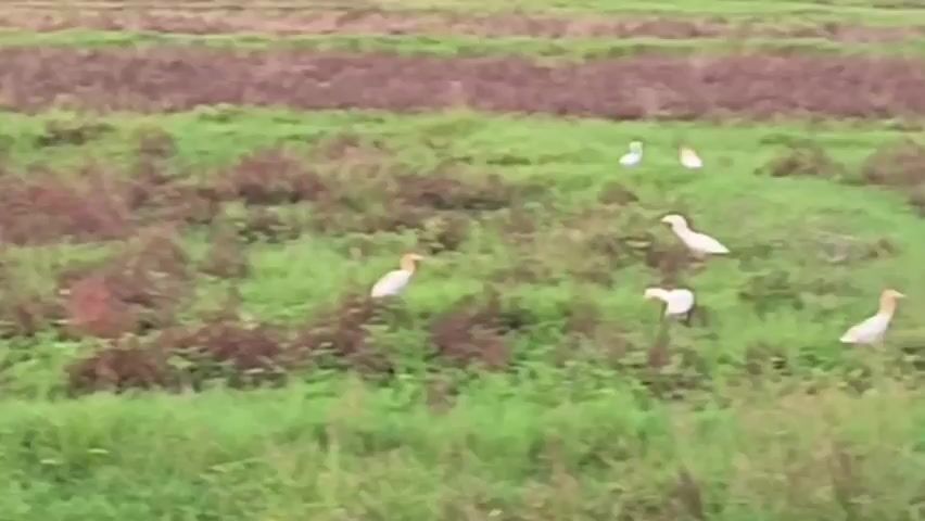 The video shows a field covered in grass and brown vegetation. There are several white birds, possibly egrets or herons, scattered throughout the field. Some have yellow on their heads, while others are entirely white. The birds appear to be foraging or standing still. The background is a mix of greenery and brownish hues, suggesting a natural, rural setting.