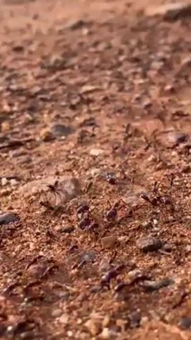 The video shows a close-up shot of a swarm of ants moving across a reddish-brown, gravelly surface. The ants are mostly dark in color and are seen scurrying around. The ground is covered with small pebbles and grains of sand, giving it a textured appearance. There is movement and activity in the frame as the ants navigate the terrain.