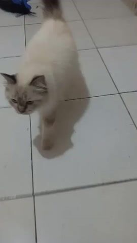 A fluffy, cream-colored cat with darker points on its ears and tail walks across a tiled floor. The cat appears to be moving towards the camera. The floor is light-colored with dark grout lines. The lighting is dim, casting a shadow of the cat on the floor.