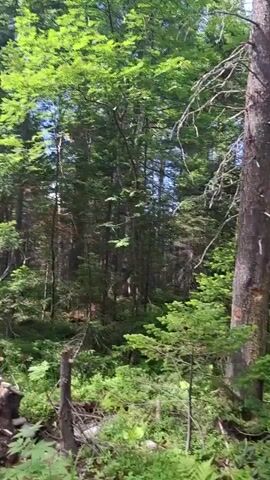 A vertical video displays a wooded area with tall trees, some of which are evergreen. The ground is covered with a mix of rocks, dirt, and green vegetation, including ferns and smaller evergreen saplings. A large, weathered tree trunk is prominent in the foreground, with a few dead branches extending from it. The lighting suggests a sunny day, with sunlight filtering through the dense canopy, creating dappled light and shadows on the forest floor and tree trunks. The overall impression is a natural, undisturbed forest environment.
