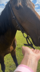 Horse, dog, and mountain meadow in the Russian Caucasus