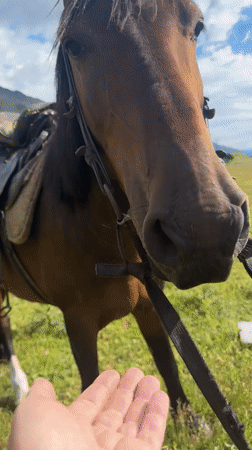 Horse, dog, and mountain meadow in the Russian Caucasus